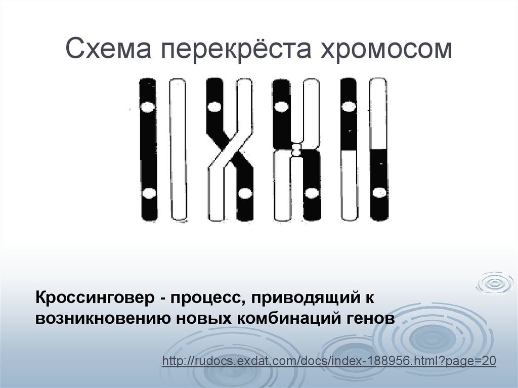 Обмен хромосом. Схема процесса кроссинговера. Схема перекреста хромосом. Перекрест гомологичных хромосом. Перекрест хромосом это.