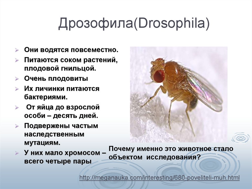 Почему появилась муха. Муха дрозофила строение. Плодовые мошки-дрозофилы. Мушка дрозофила хромосомы.