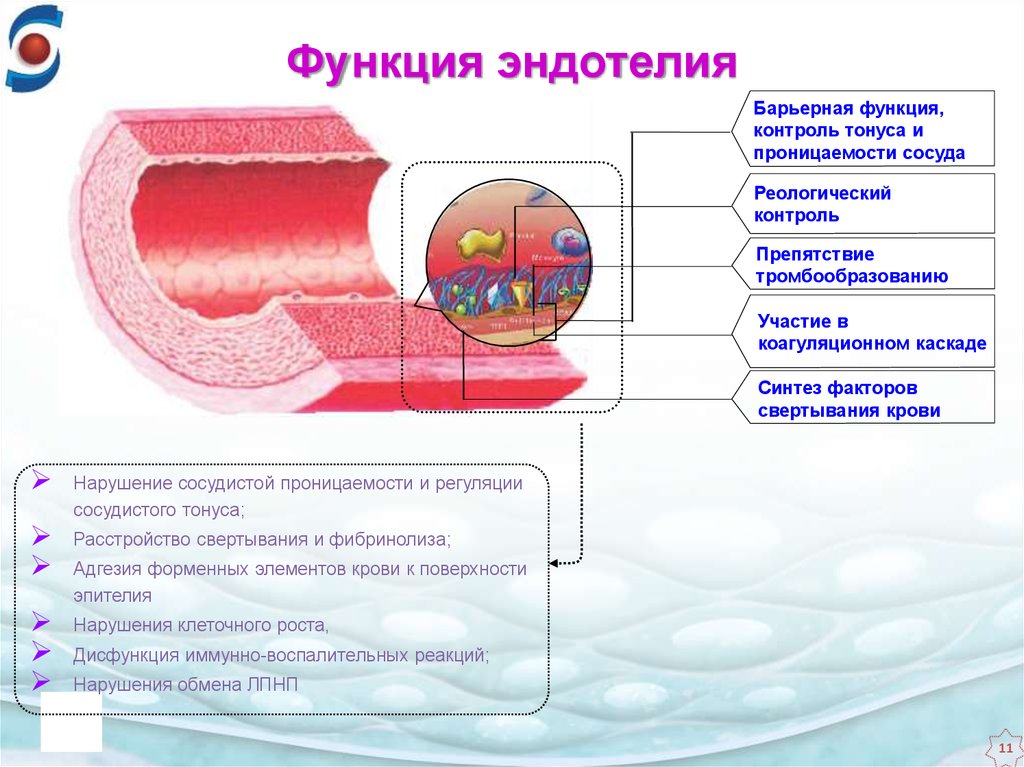 Барьерная функция органов. Функции эндотелия кровеносных сосудов. Функции эндотелия структурная пластическая. Строение эндотелия сосудов. Эндотелиальная ткань функции.