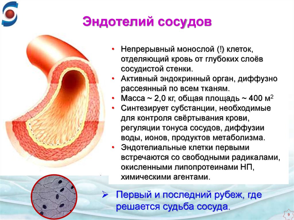 Нитевидный кровеносный сосуд. Эндотелиоциты сосудов строение. Эндотелий кровеносных сосудов. Эндотелий строение и функции. Строение кровеносных сосудов эндотелий.