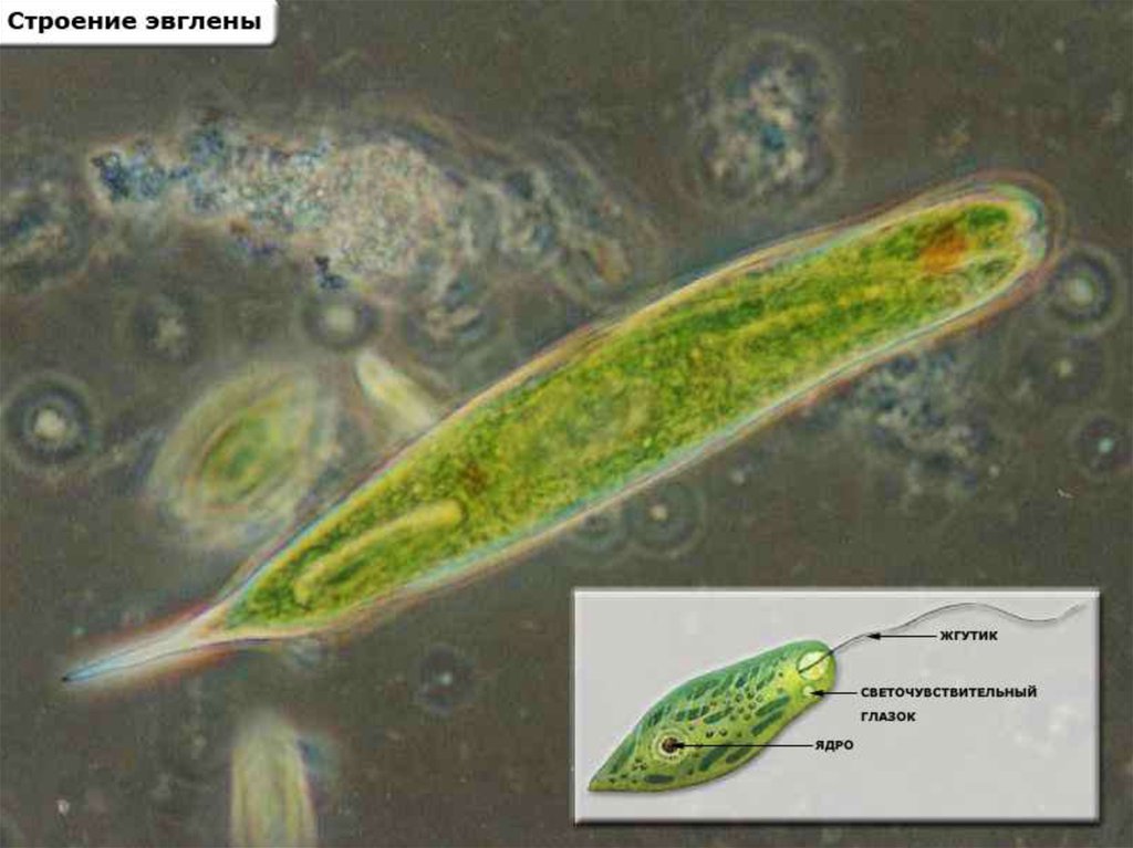 Представитель класс жгутиков. Класс жгутиковые эвглена зеленая. Класс жгутиковые представители. Эвглена микропрепарат. Строение жгутиковых.