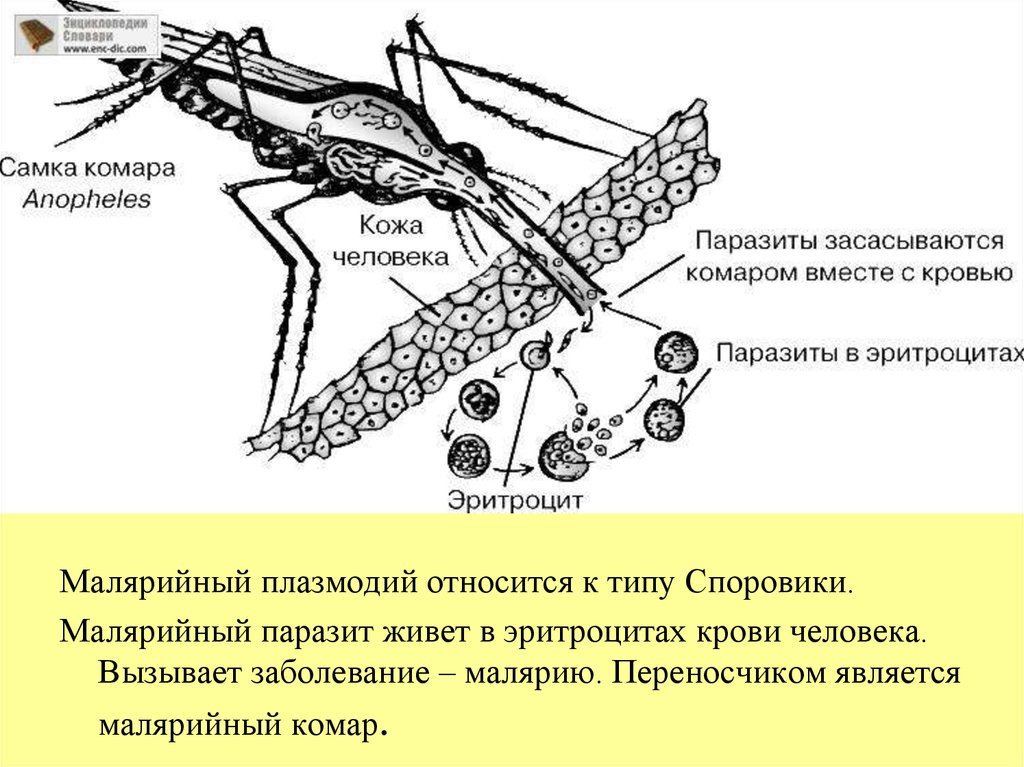 История малярии. Малярийный плазмодий строение. Самка комара Anopheles. Малярийный паразит строение. Малярийный плазмодий строение рисунок.