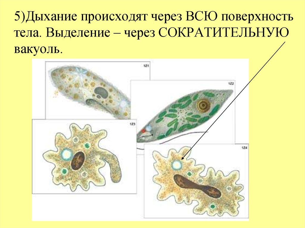 Одноклеточные животные презентация