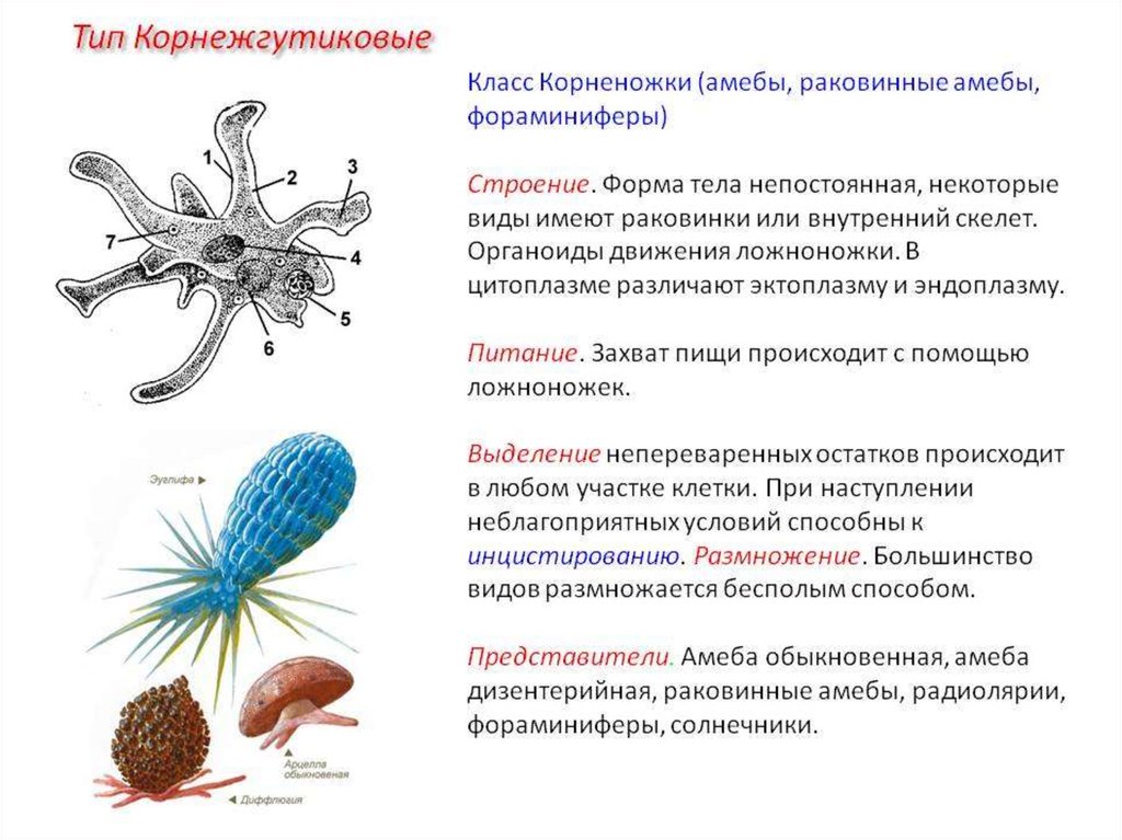 При наступлении неблагоприятных условий амеба. Корненожки строение клетки. Органоиды движения корненожек. Тип корненожки строение. Корненожки представители среда обитания.