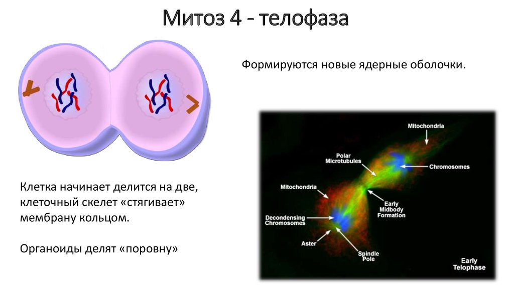 Презентация на тему митоз 10 класс