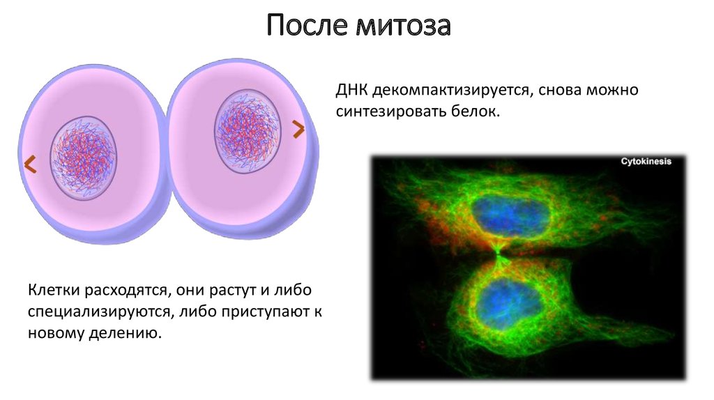 В соматических клетках после митоза. Деление клетки митоз 9 класс. Деление клетки 9 класс биология. Деление клеток 9 класс биология митоз. После митоза.