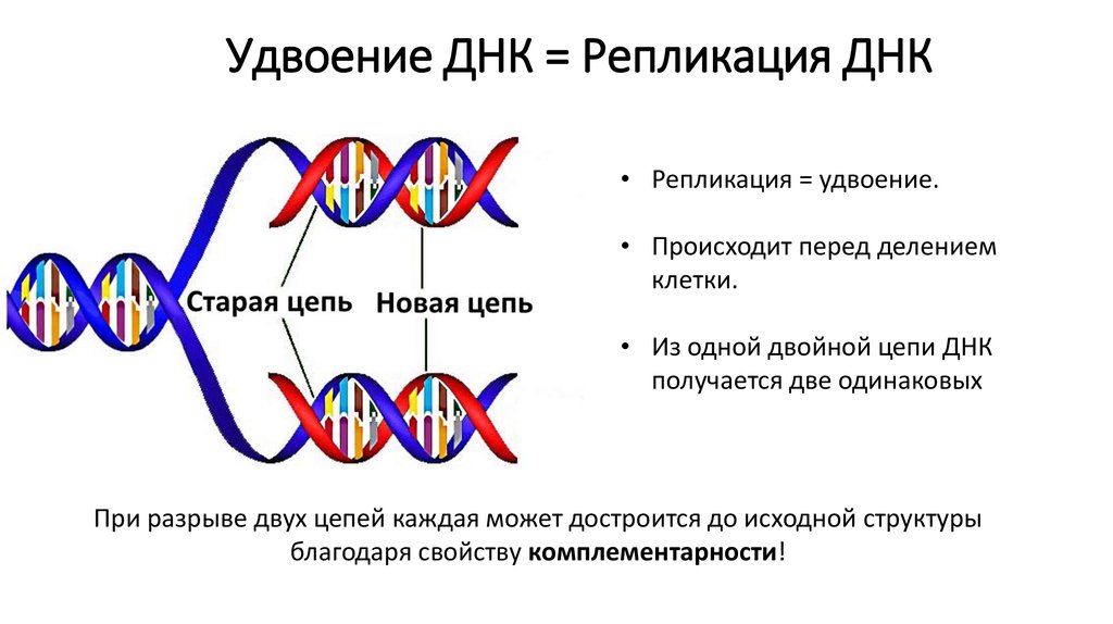 Удваивается молекула днк. Схема процесса репликации ДНК. Схема репликации ДНК эукариотических клеток. Удвоение ДНК редупликация. Схема редупликации ДНК.