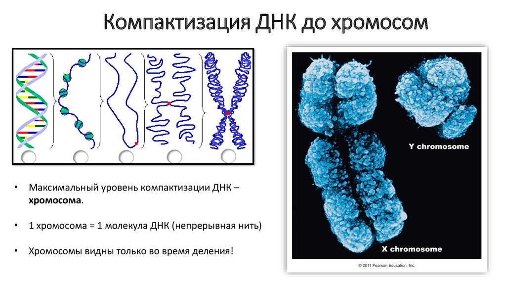 Хромосомы живых клеток. Нуклеомерный уровень компактизации хроматина. Строение хромосомы. Схема компактизации ДНК В хромосоме. Уровни компактизации ДНК В хромосоме.