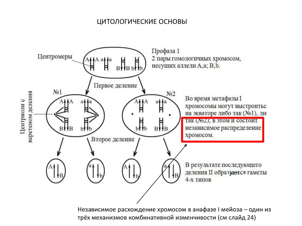 Obschaya biologia  PDF