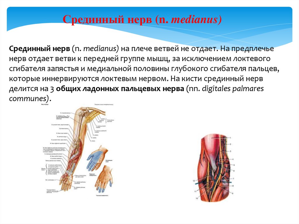 Срединный нерв запястья. Проекция срединного нерва на предплечье. Срединный нерв. Срединный нерв на предплечье. Анатомия срединного нерва на предплечье.