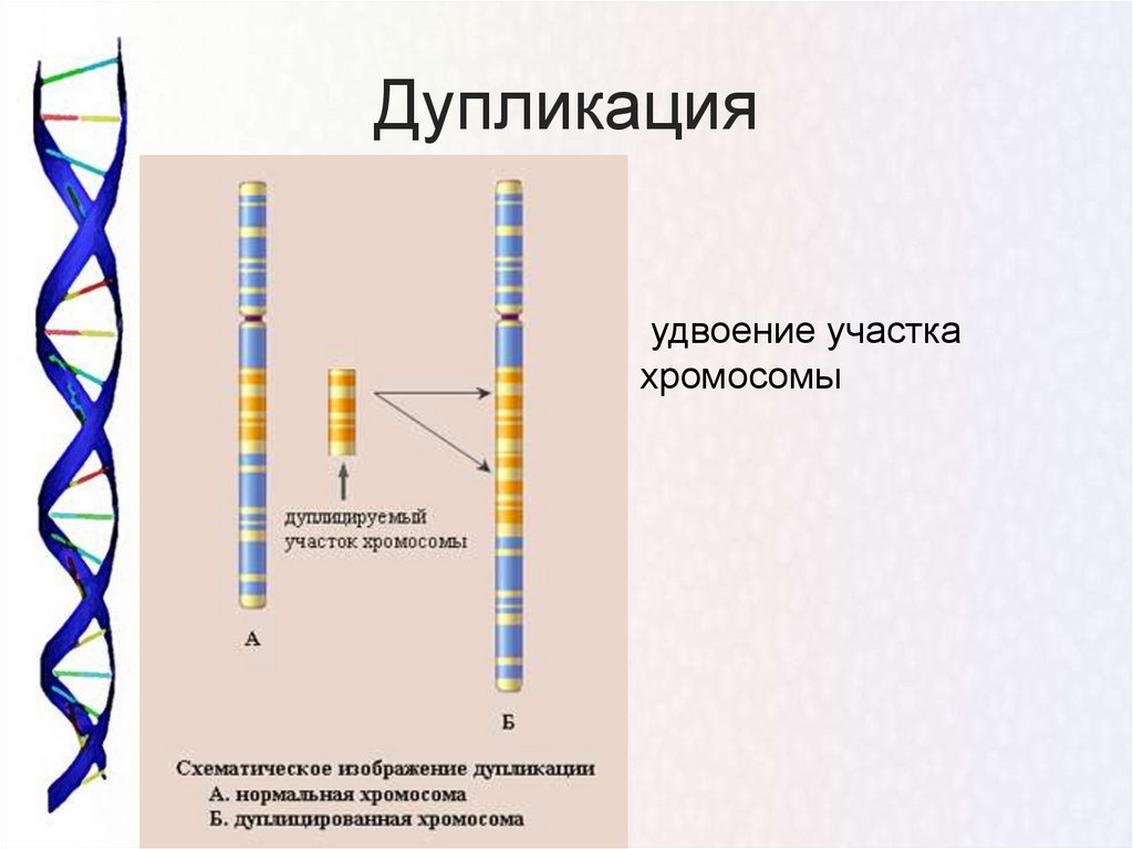 Удвоение участка хромосомы какая мутация. Дупликация участка хромосомы. Делеция дупликация. Схема дупликации генетика. Удвоение участка хромосомы.