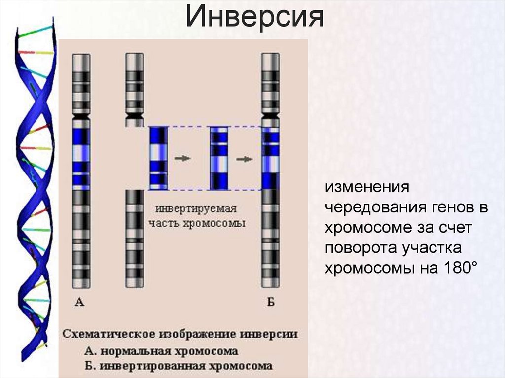 Изменение сочетания генов в хромосомах