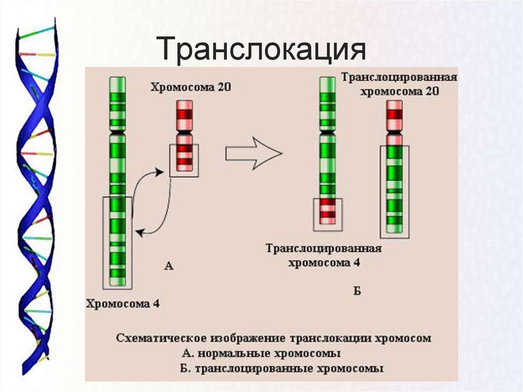 Изменения первой хромосомы