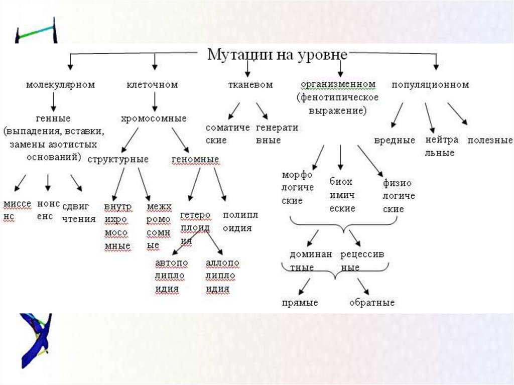 Составьте схему виды мутаций