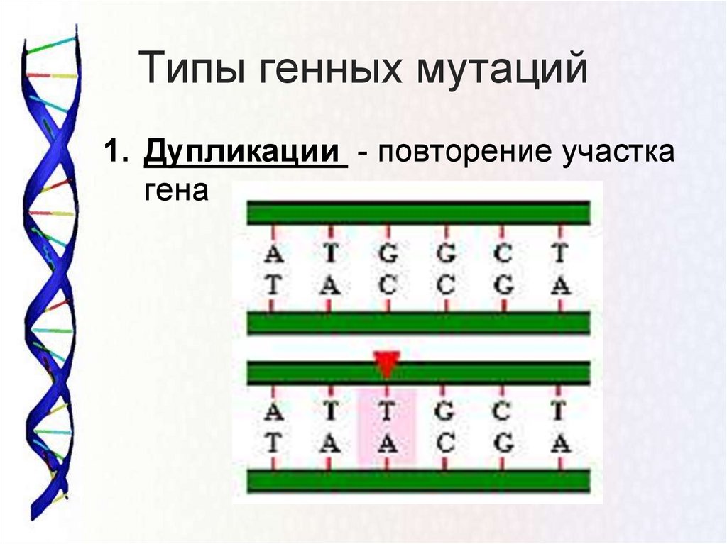 Генные последовательность нуклеотидов в генах. Мутация ДНК схема. Типы генных мутаций. Генные мутации дупликация. Генные мутации схема.