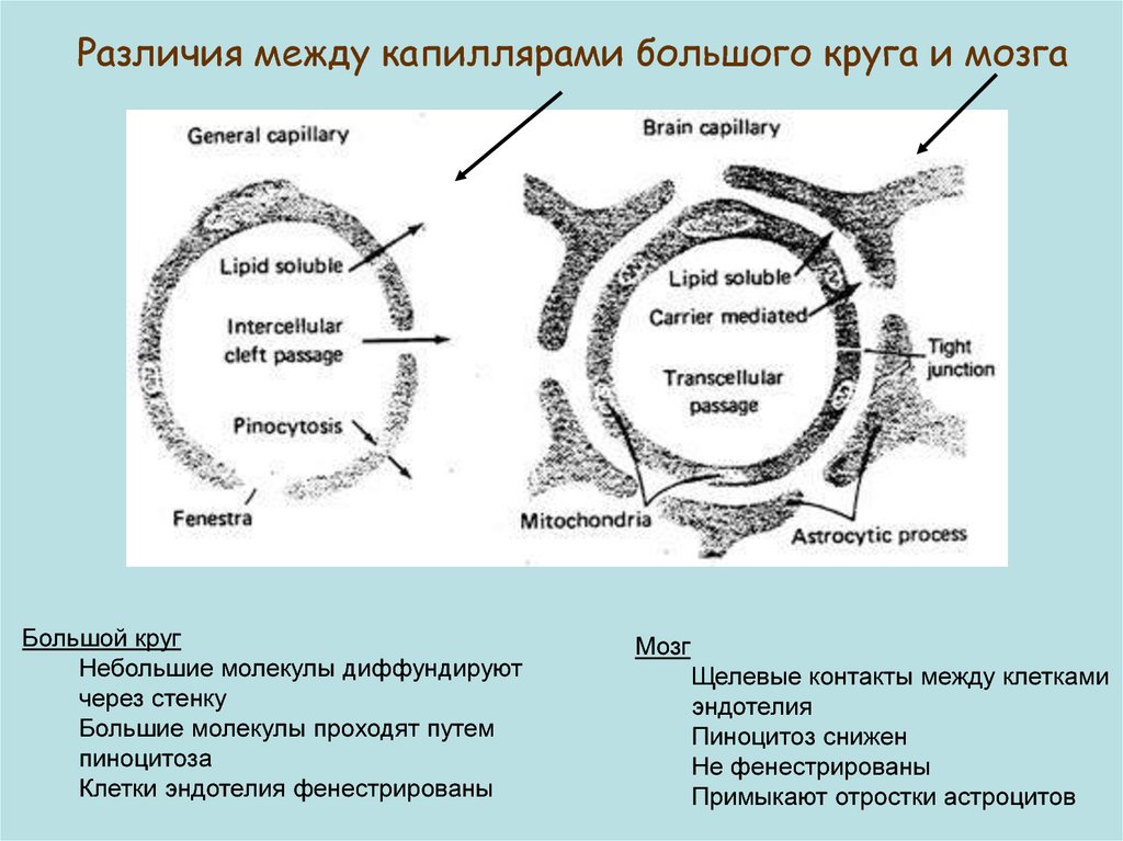 Гематоэнцефалический барьер презентация