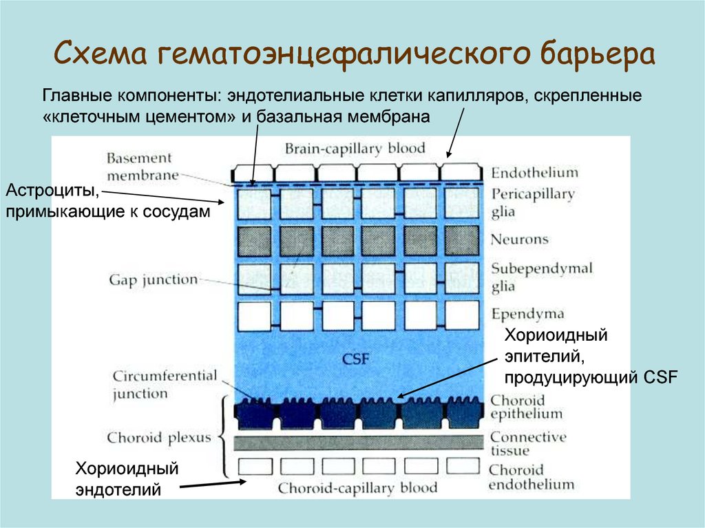 Схема гематоэнцефалического барьера