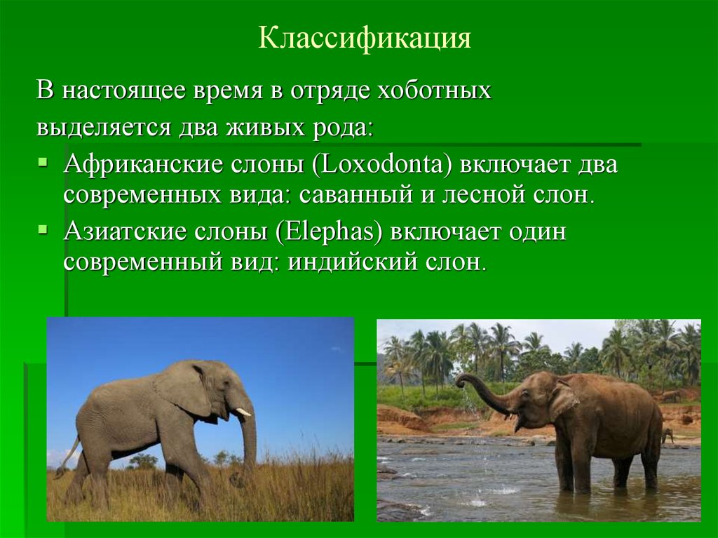 Значение хоботных в жизни человека. Отряд хоботные классификация. Отряд хоботные представители. Отряд хоботные Африканский слон. Размножение хоботных.