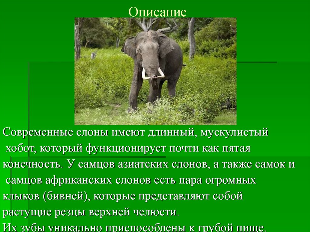 Объясните руководствуясь этой схемой формирование длинного хобота у предков современного слона