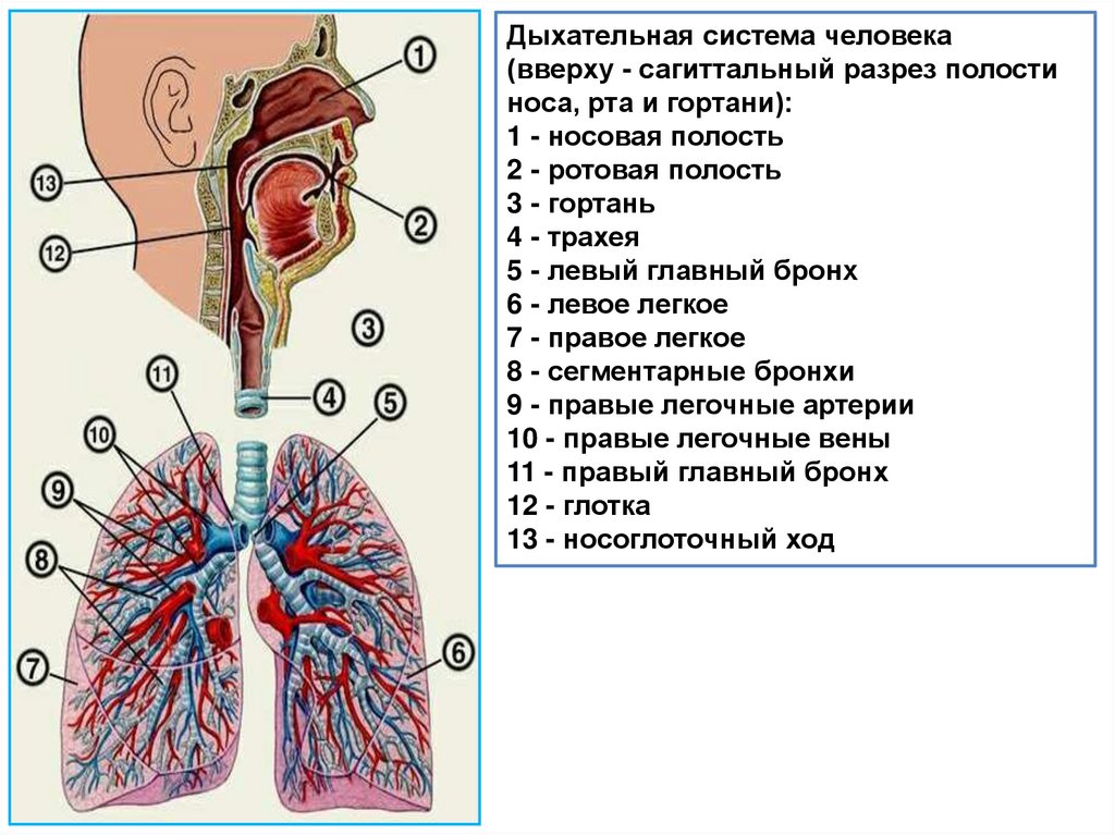 Органы дыхания человека кожа