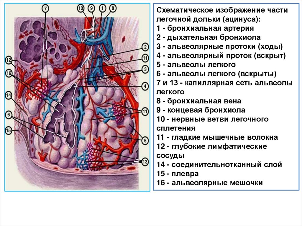 Дыхательная система человека фото