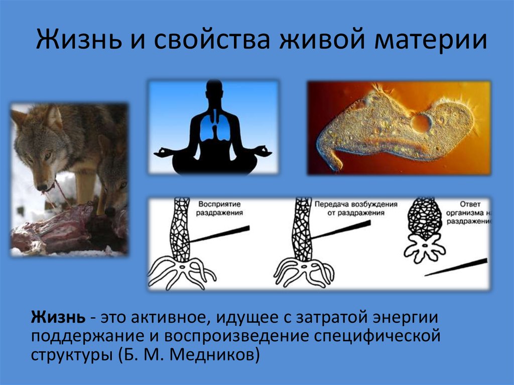 Схема свойств живых организмов. Признаки живой материи. 10 Свойств живой материи.