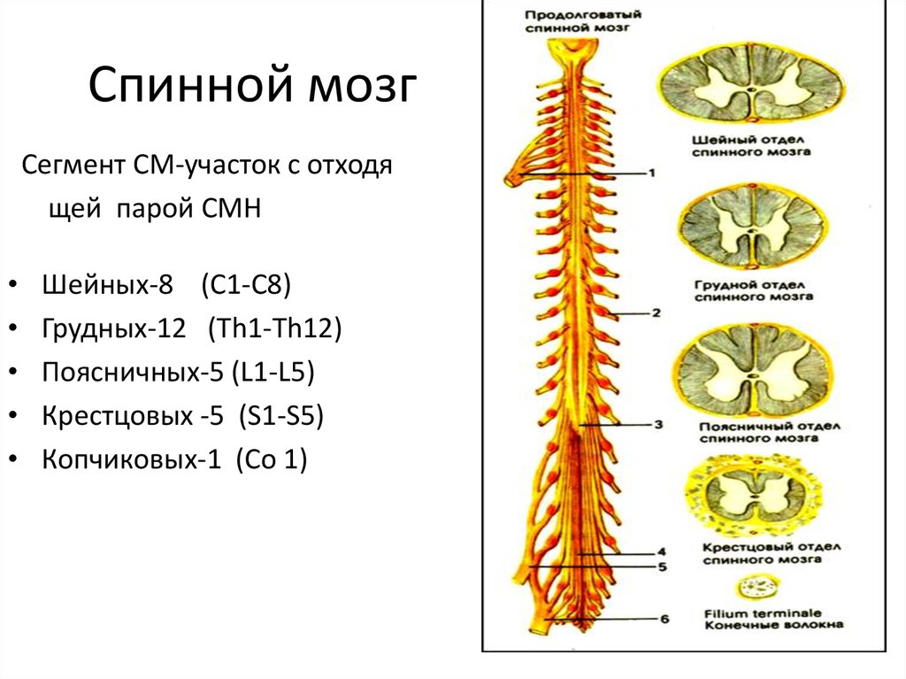 Расскажите о спинном мозге используя следующий план форма длина масса расположение