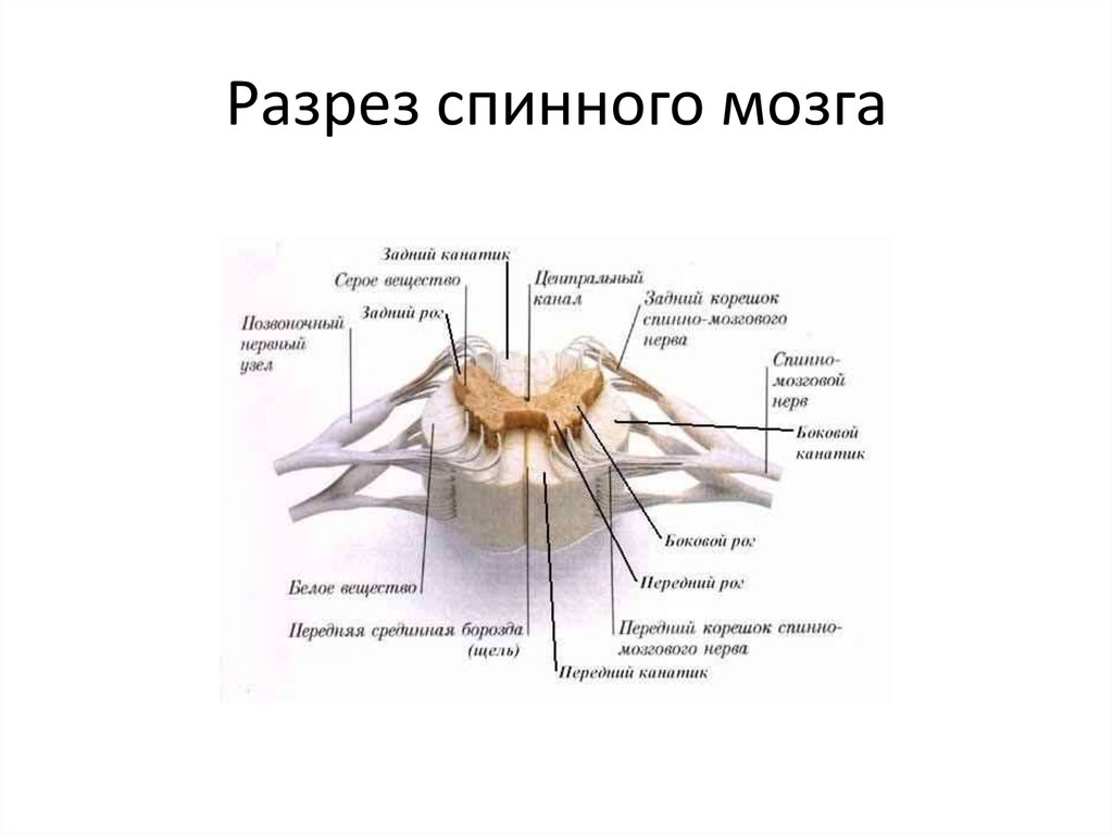 Спинной мозг строение рисунок с надписями в разрезе