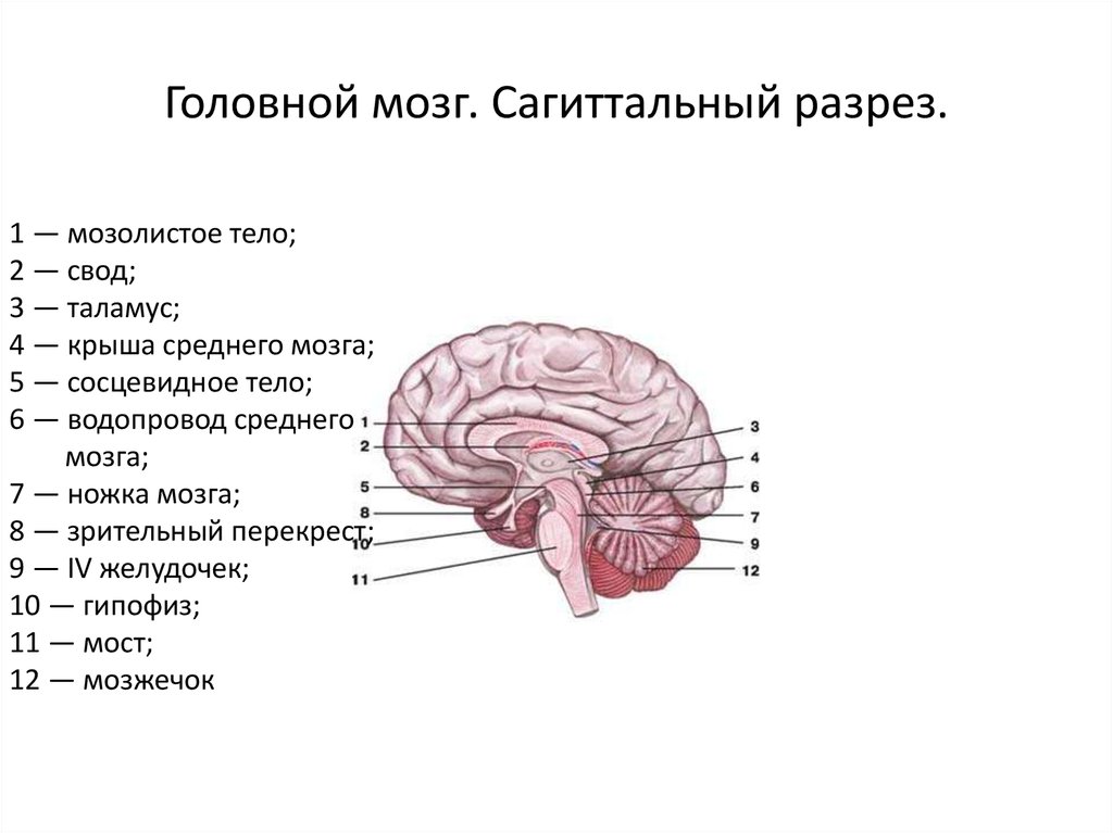 Сагиттальный разрез мозга. Строение головного мозга Сагиттальный разрез. Головной мозг Сагиттальный разрез атлас. Схема сагиттального разреза головного мозга. Сагиттальный срез мозга анатомия.