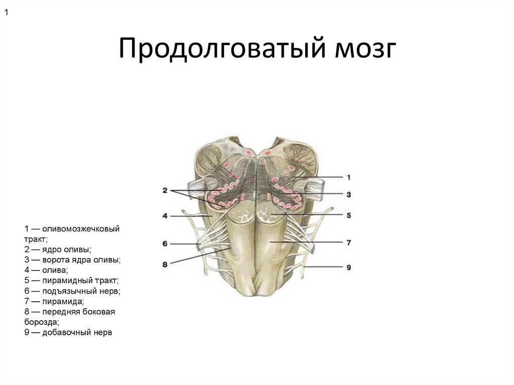 4 продолговатый мозг. Продолговатый мост строение ядра. Ядра оливы продолговатого мозга. Наружное строение продолговатого мозга анатомия. Внешнее строение продолговатого мозга анатомия.