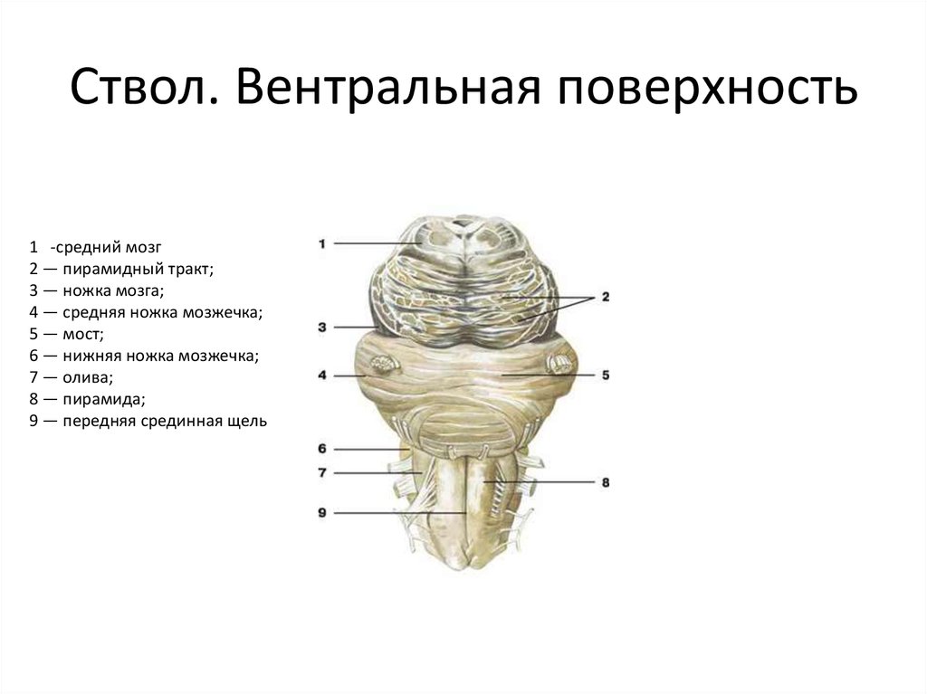 Дорсальная поверхность мозга. Дорсальная поверхность ствола головного мозга. Вентральное строение ствола мозга. Вентральная поверхность ствола. Схема вентральной поверхности мозгового ствола.