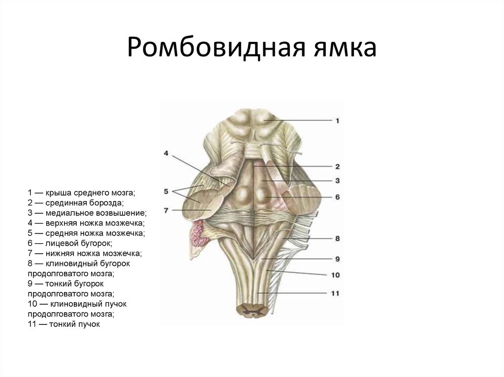 Ромбовидная ямка анатомия рисунок