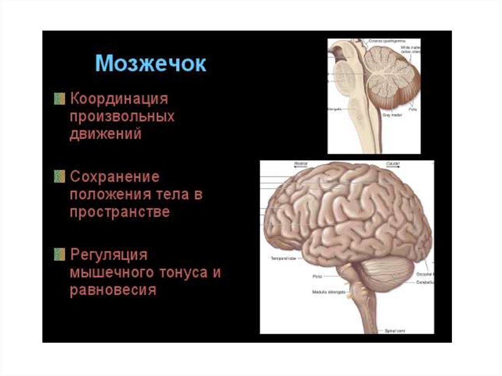 Строение и функции мозжечка головного мозга. Мозжечок мозг функции. Функции мозжечка в головном мозге. Функциональные отделы мозжечка. Функция мозжечка в головном мозге человека.