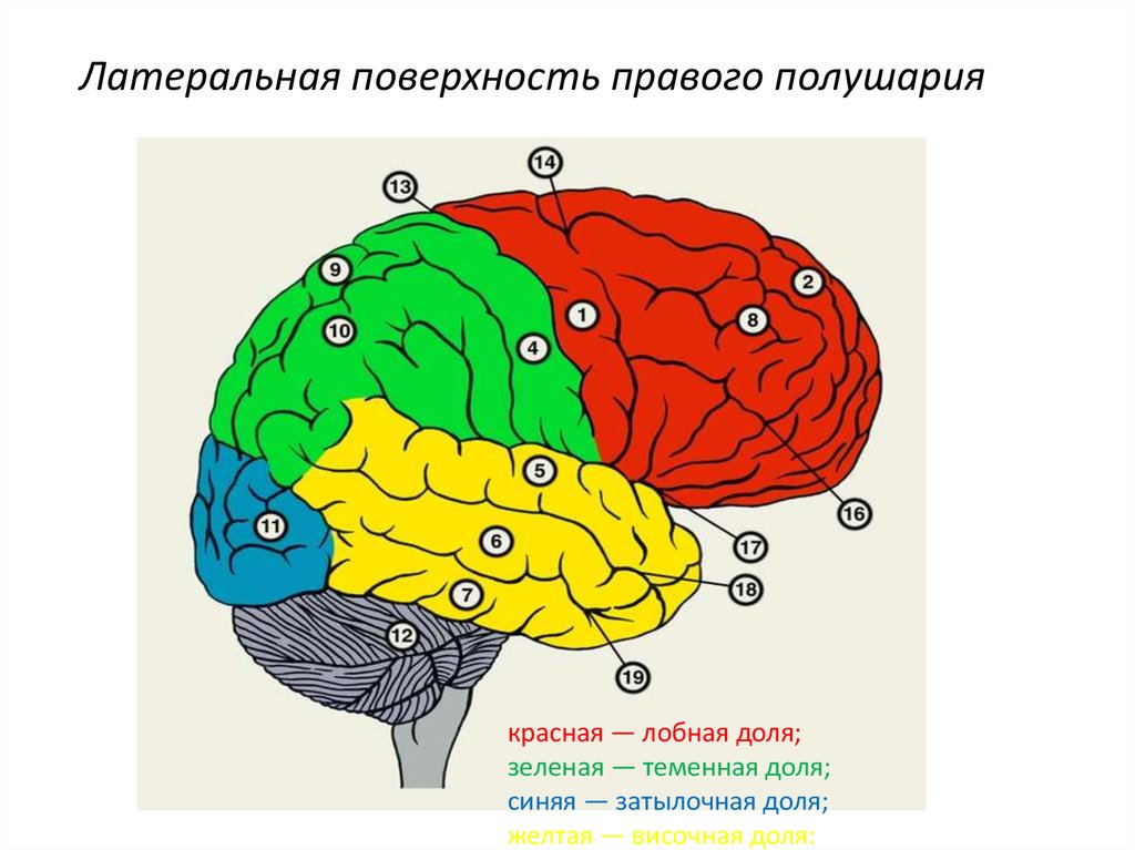 Центральный правое. Височная доля правого полушария. Латеральная поверхность полушарий. Латеральная поверхность больших полушарий. Верхний край полушария большого мозга.