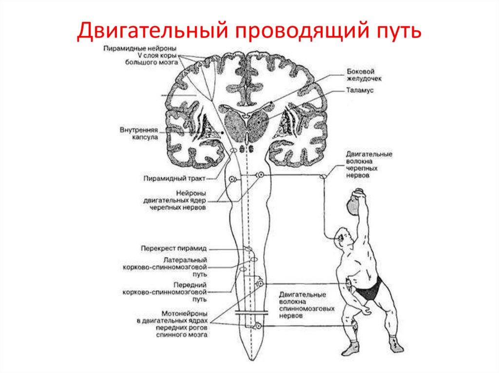 Двигательно организующие