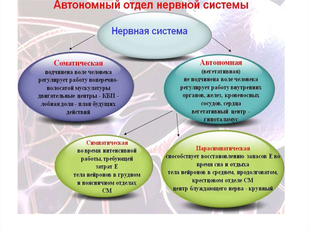 Биология 8 класс автономный отдел нервной системы