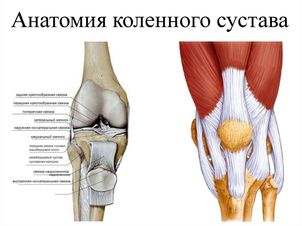 Как устроено колено. Строение колена связки и мышцы спереди. Строение колена связки и мышцы сбоку.