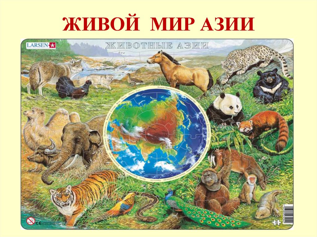 Кто живет в евразии. Животные разных континентов. Животный мир Азии. Животные Азии для детей. Животный мир материков.