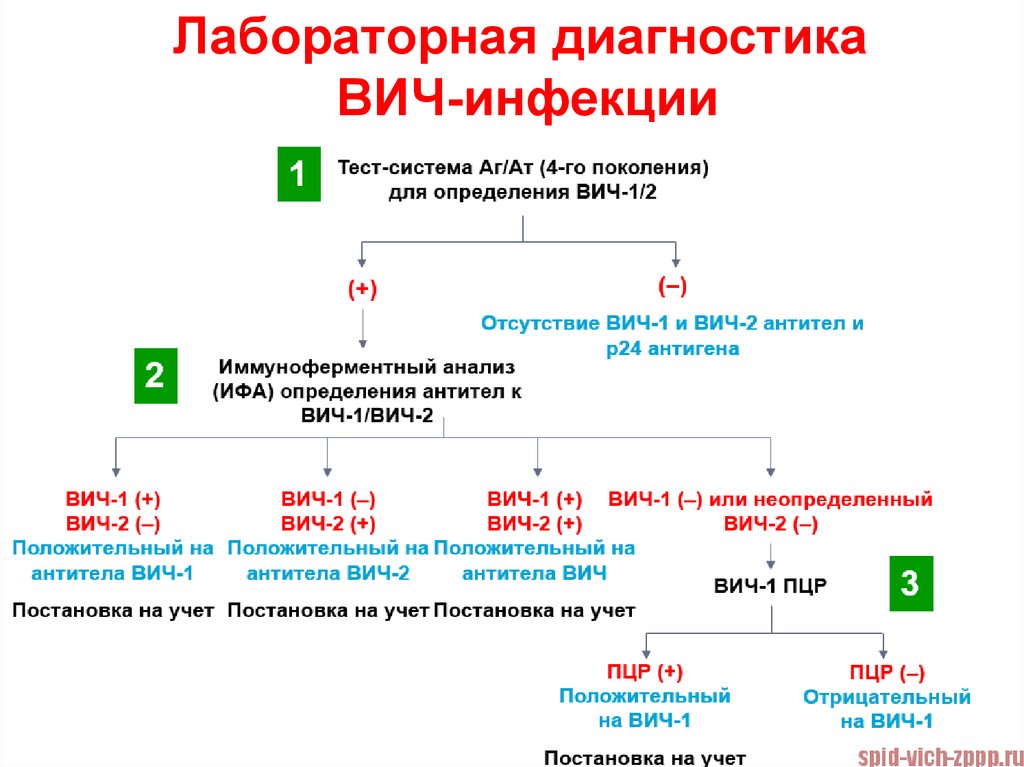 Ифа пцр анализы. Алгоритм диагностики методом ИФА ВИЧ. Исследование крови ИФА на ВИЧ. Диагностический алгоритм тестирования ВИЧ. Исследование крови в ИФА на ВИЧ инфекцию.