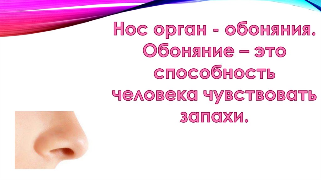 Презентация органы обоняния