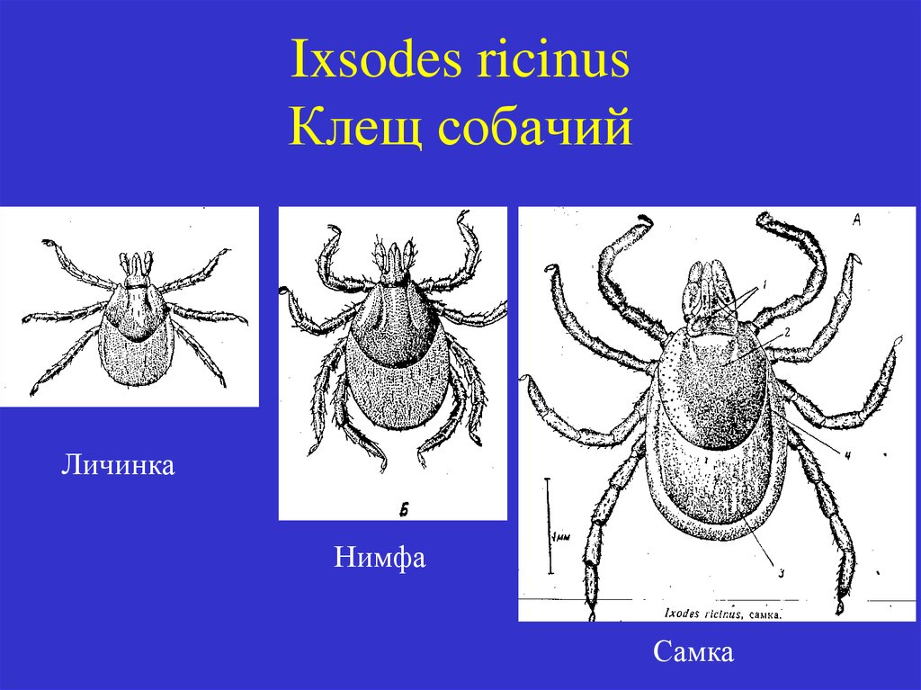 Личинка и нимфа таежного клеща рисунок с обозначениями