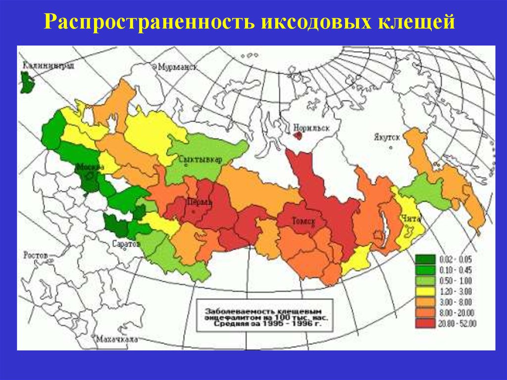 Ареал болезнь. Ареал распространения энцефалитных клещей. Иксодовые клещи географическое распространение. Ареал иксодовых клещей. Ареал распространения клещевого энцефалита в России.