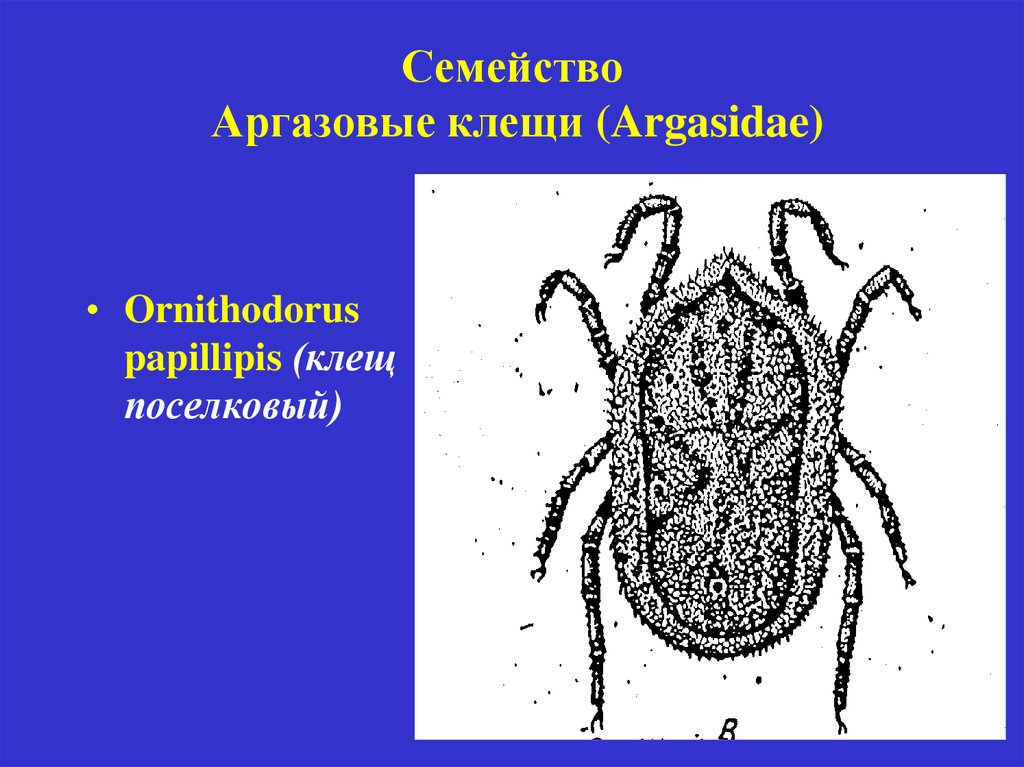 Аргасовые клещи. Поселковый клещ (Ornithodorus papillipes). Имаго клеща рода Ornithodorus. Поселковый клещ Ornithodorus papillipes жизненный цикл. Семейство аргасовые клещи строение.