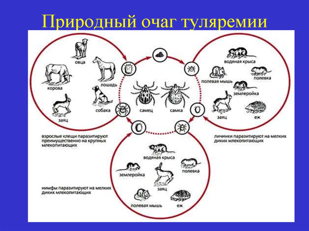 Примеры природных очагов. Туляремия цикл развития. Природные очаги туляремии. Схема передачи туляремии. Природный резервуар туляремии.