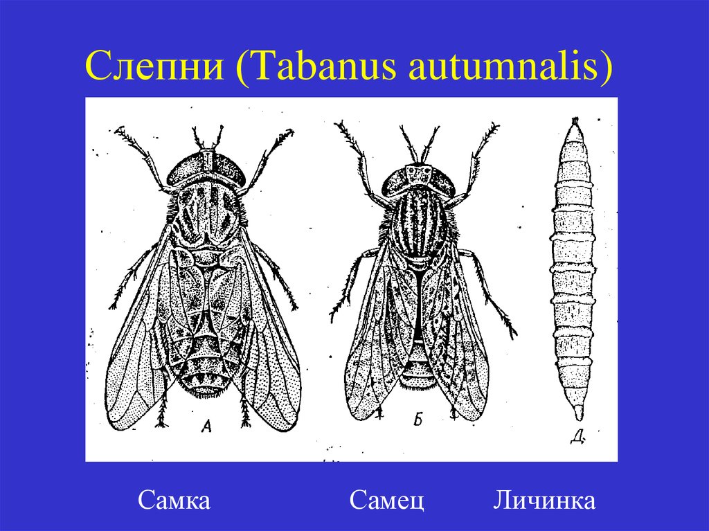 Строение слепня рисунок с подписями - 87 фото