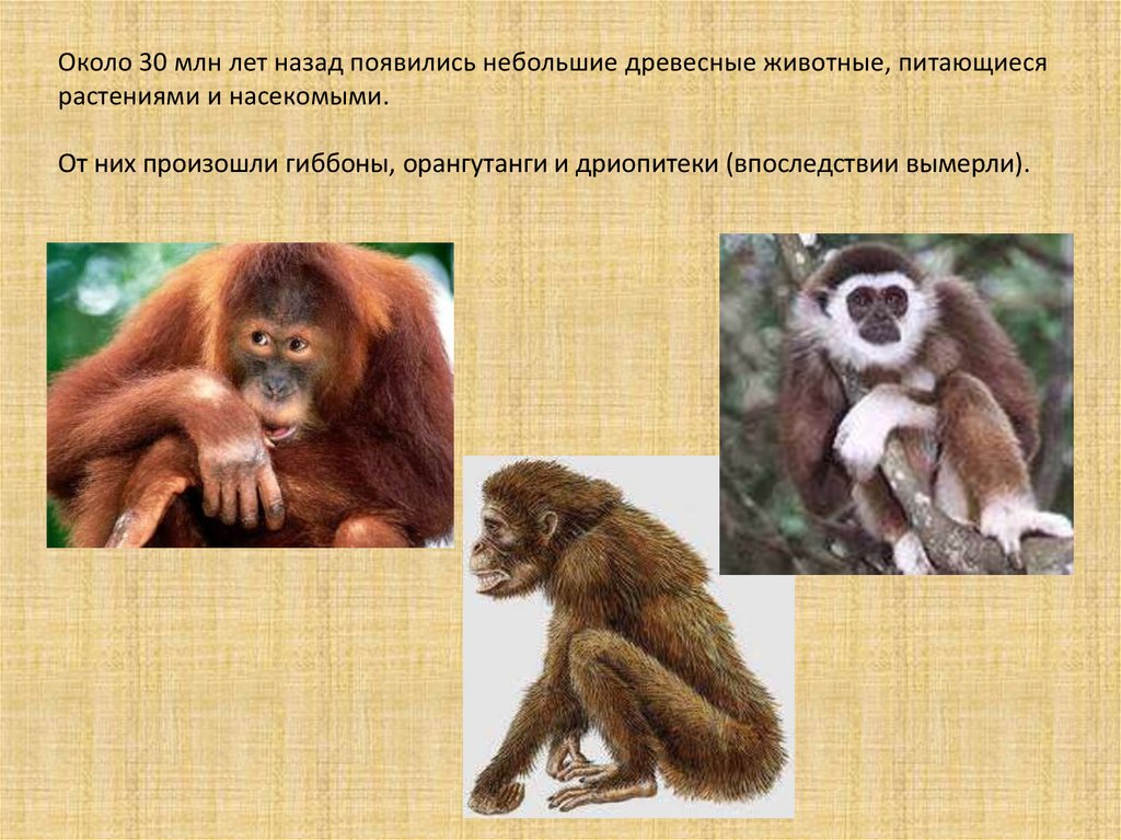 Приматы какое развитие. Отряд приматы Гиббон дриопитеки. Численность приматов. Особенности размножения приматов. Образ жизни приматов.