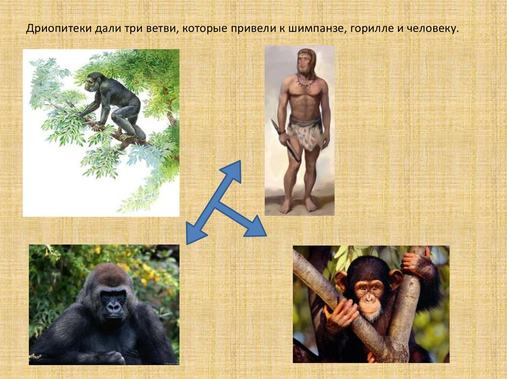 Приматы какое развитие. Эволюция обезьяны. Дриопитеки делятся на. Эволюция приматов. Дриопитеки с детенышами.