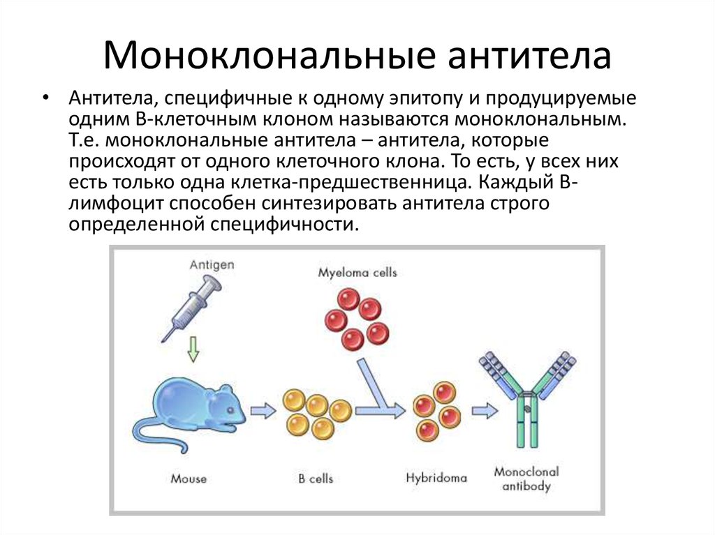 Клон антитела