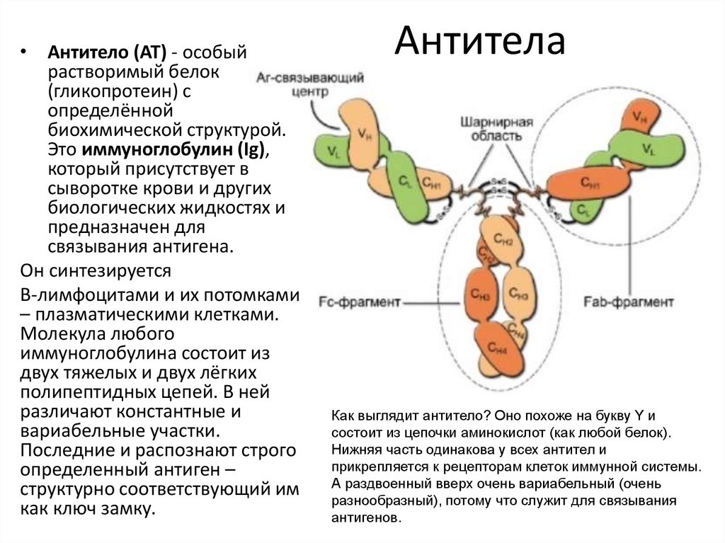 Антитела презентация иммунология