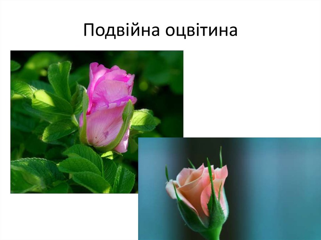 Подвійна оцвітина